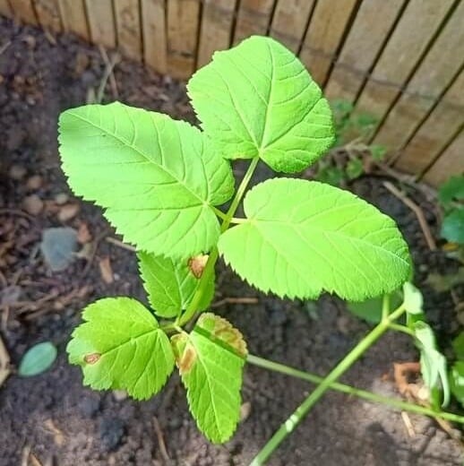 Organisch verkeer met Google Afbeeldingen