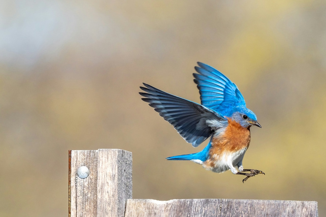 Hobby website maken voor Vogels spotten