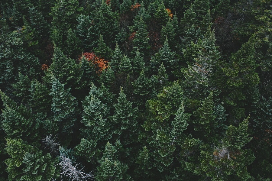 What is evergreen content?